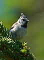 Toppmeis - Crested tit (Lophophanes cristatus)